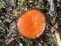 Scutellinia decipiens