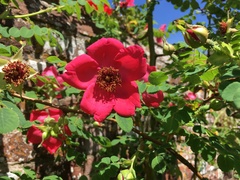 Rosa moyesii