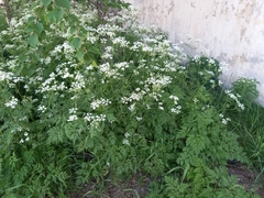 Anthriscus sylvestris