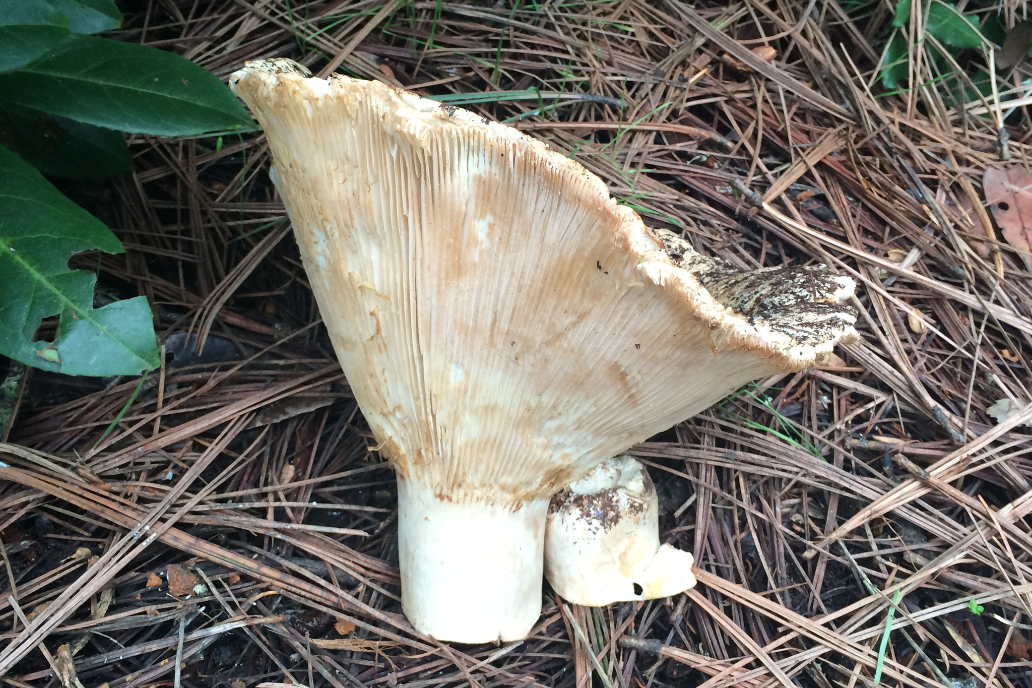Russula brevipes image