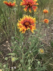 Gaillardia × grandiflora