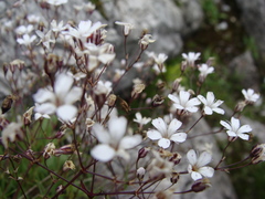 Gypsophila repens
