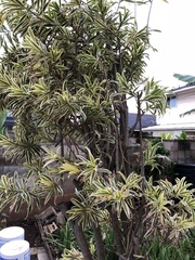 Dracaena reflexa