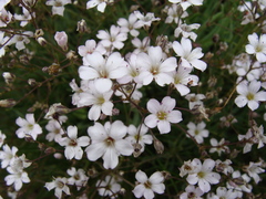 Gypsophila repens