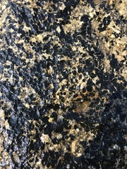 Kyrtuthrix maculans