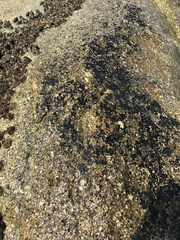 Kyrtuthrix maculans