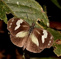 Dismorphia crisia foedora