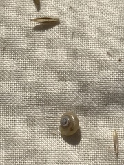 Helicella itala