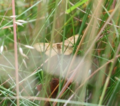 Idaea emarginata