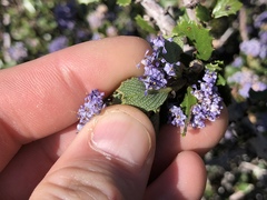 Ceanothus gloriosus