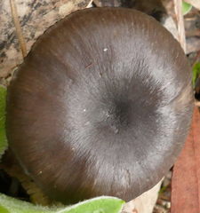 Entoloma moongum