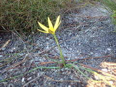 Pauridia curculigoides