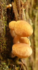 Gymnopilus eucalyptorum