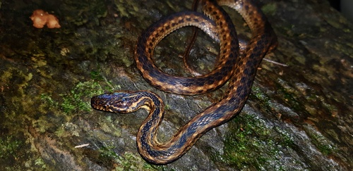 Photo of a Groundwater's Keelback (Hebius groundwateri)