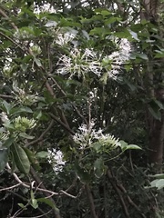 Pavetta hongkongensis