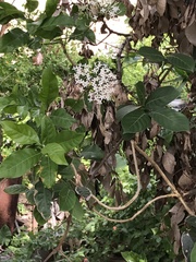 Pavetta hongkongensis