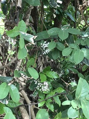 Pavetta hongkongensis