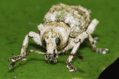 Brachyolus punctatus