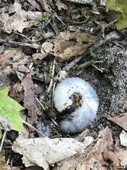 Xyloryctes jamaicensis