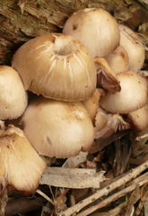 Mycena clarkeana
