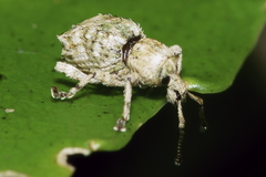 Brachyolus punctatus