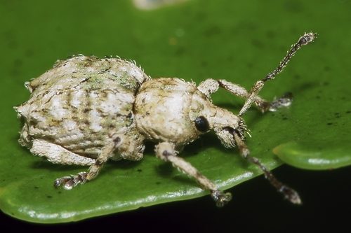 Brachyolus