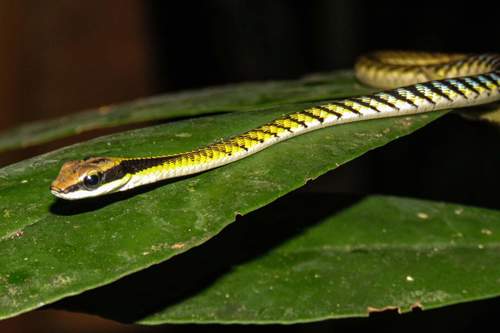 Photo of a Banded Bronzeback (Dendrelaphis striatus)