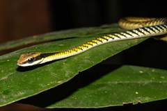 Dendrelaphis striatus