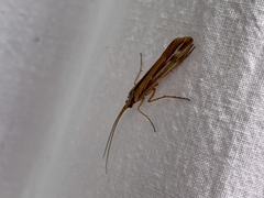 Limnephilus ornatus