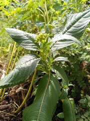 Impatiens glandulifera