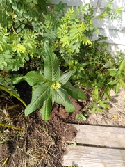 Impatiens glandulifera