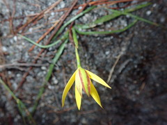 Pauridia curculigoides