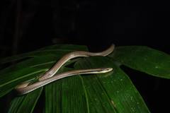 Liopeltis tricolor