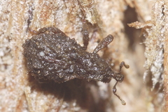Phrynixus astutus