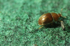 Leiodinae