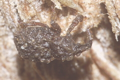 Phrynixus astutus