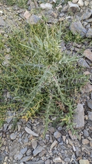 Cirsium odontolepis