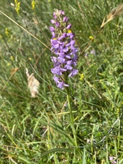 Gymnadenia borealis