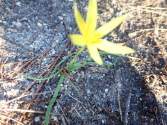 Pauridia curculigoides