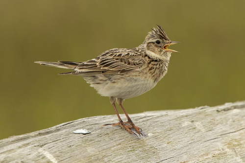 Eurasian skylark