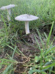 Amanita vaginata