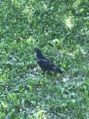 Columba livia domestica