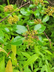 Viburnum cassinoides image