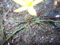 Pauridia curculigoides