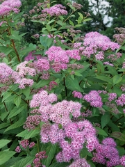 Spiraea splendens
