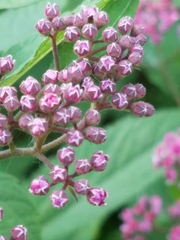 Spiraea splendens