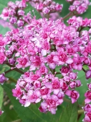 Spiraea splendens
