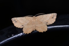 Euchlaena johnsonaria