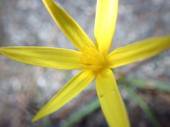 Pauridia curculigoides