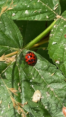Harmonia axyridis